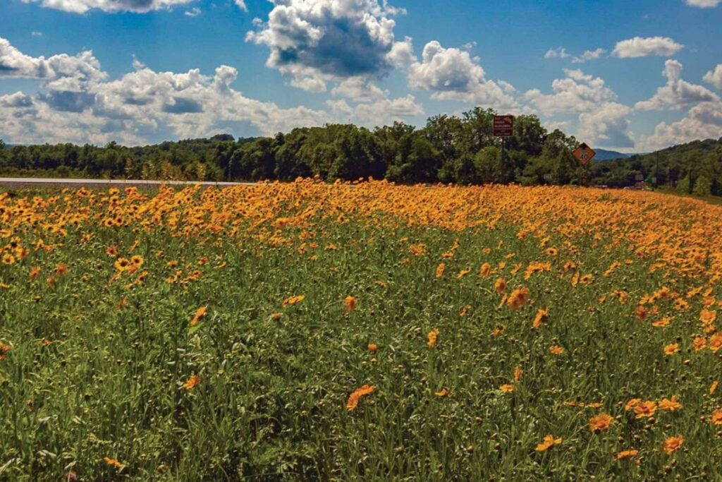 WVDEP accepting submissions for Roadsides in Bloom calendar