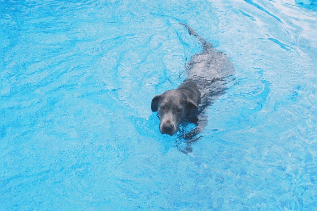 Doggie Dip to support Lewis-Upshur Animal Control Facility