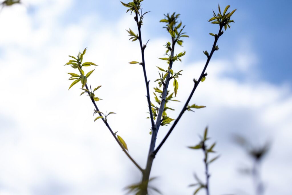 WVU supports American chestnut restoration by growing seedlings