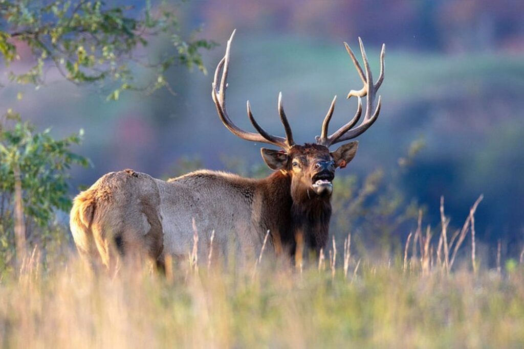 Tickets on sale for WVDNR’s 2026 elk management tours