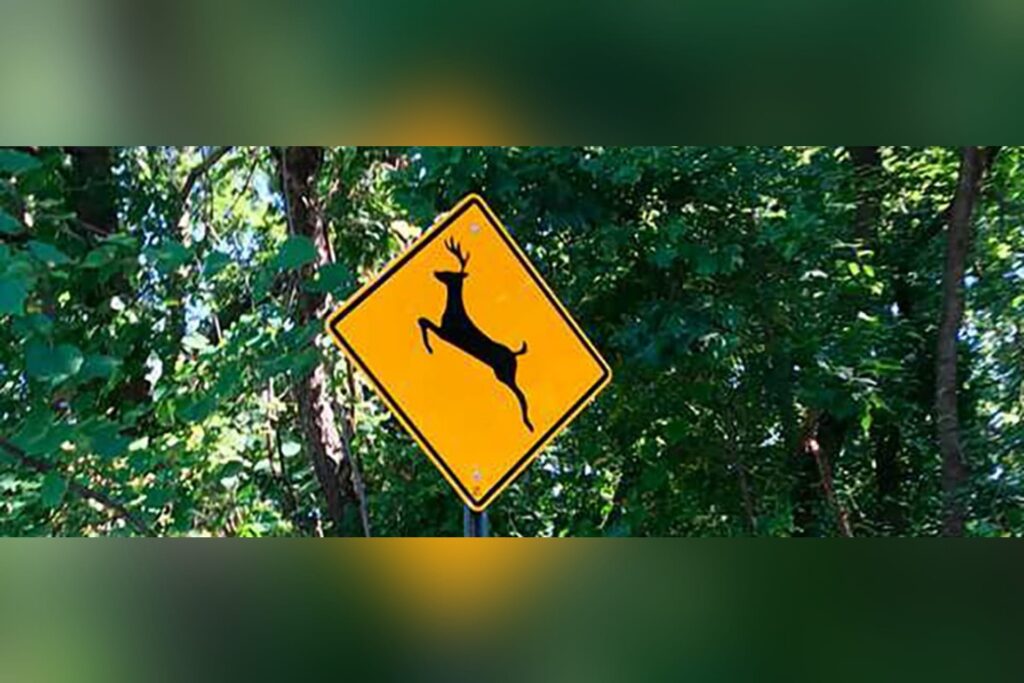 Roads and animals don’t mix: What to do when there’s a dead animal on the road