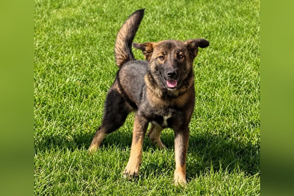 LUV 4 Animals, Jenkins Subaru invite animal lovers to October 17 adoption event in Buckhannon