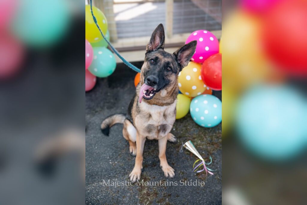 Local photography studio helps shelter dogs find forever homes