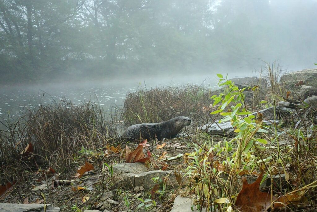 WVU research informs new otter management policy across Mountain State