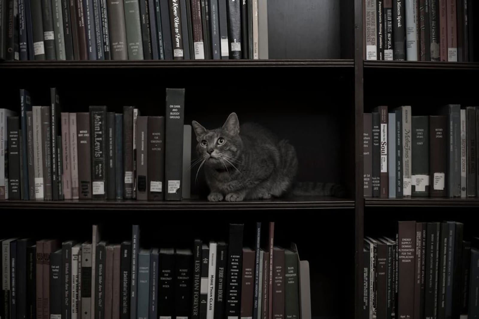 Tabby cat sitting among dark books on a library bookshelf, looking up with alert expression.