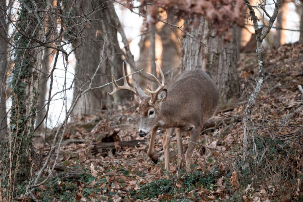 Smaller wild food supply could boost West Virginia’s deer harvest